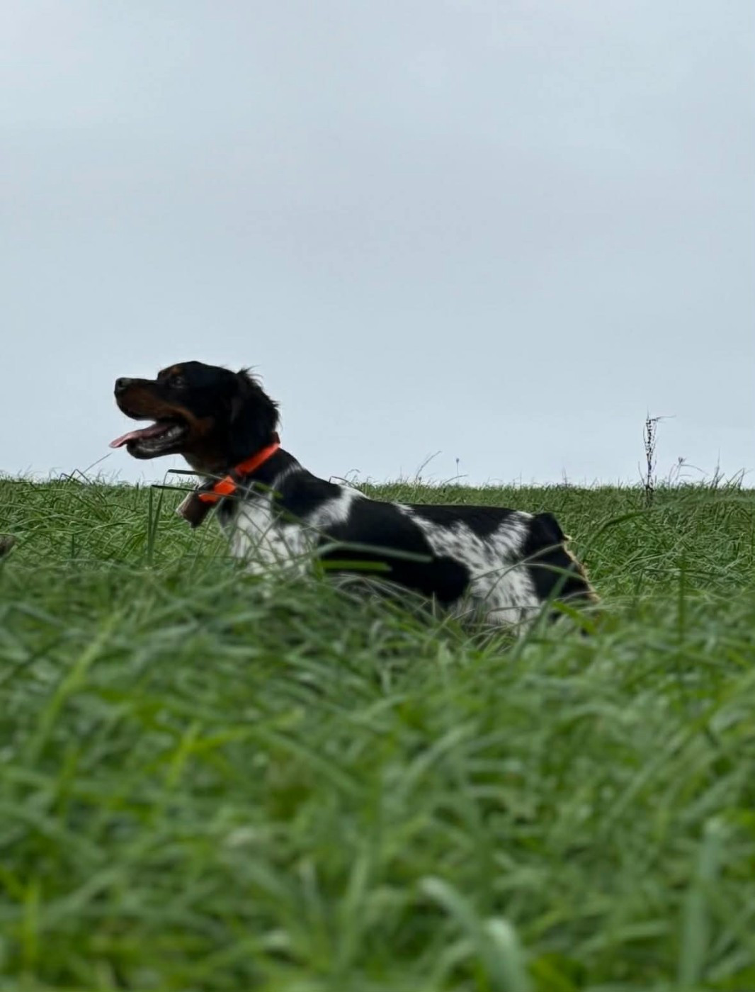 Vulkain Du Bois Des Vergnes