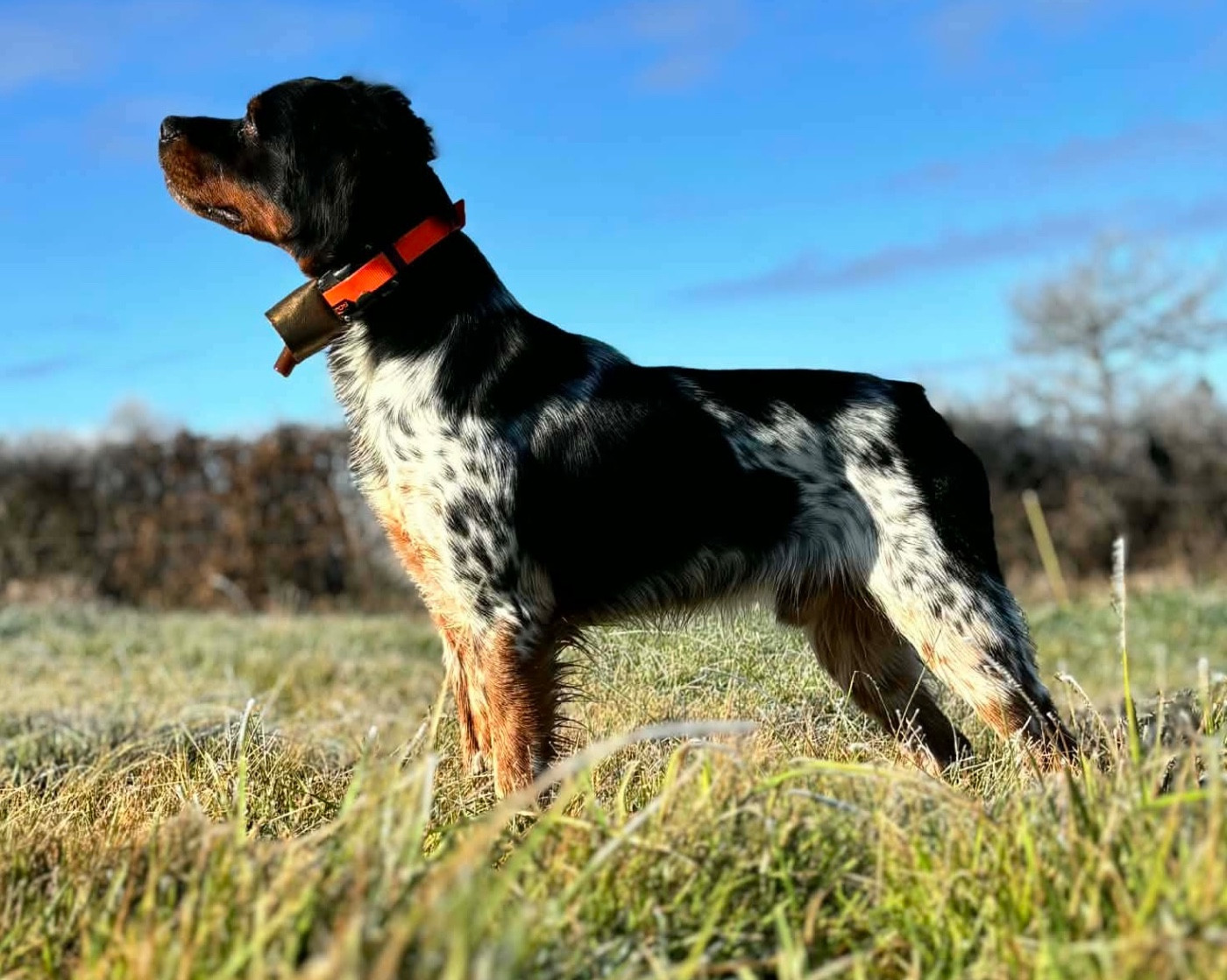 Vulkain Du Bois Des Vergnes