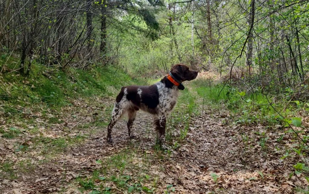 Peter Du Bois Des Vergnes