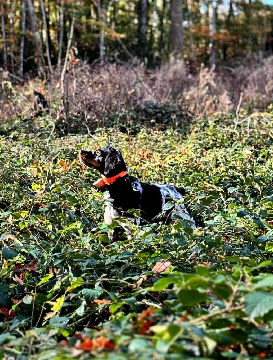 Aria Du Bois Des Vergnes