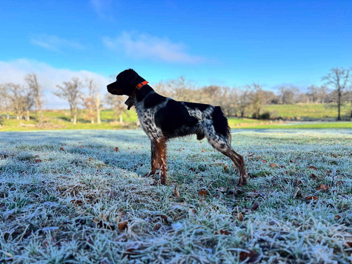Vulkain du Bois des Vergnes