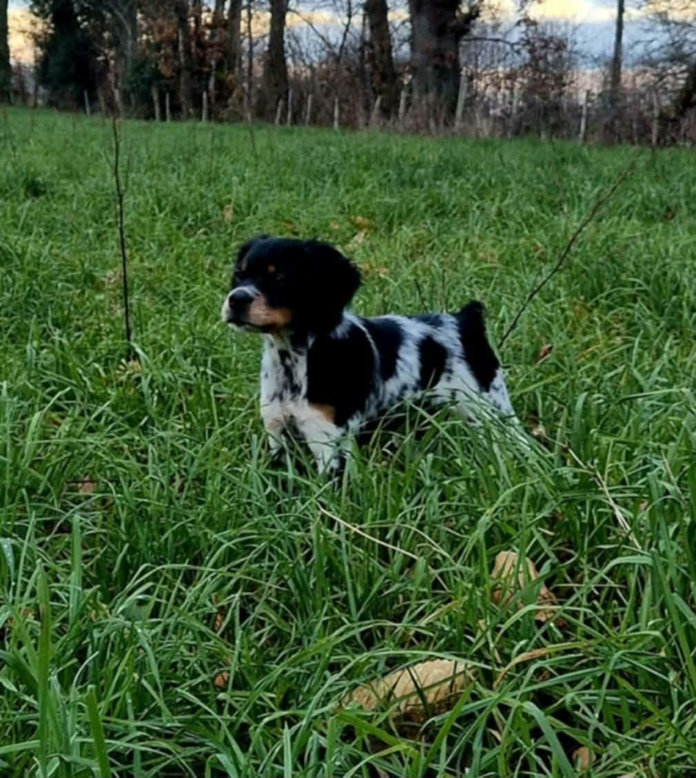 Andy du Bois des Vergnes