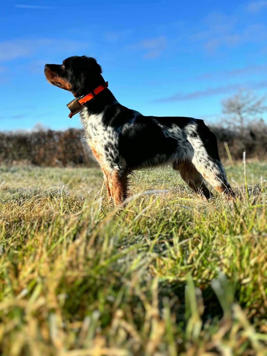 Vulkain du Bois des Vergnes