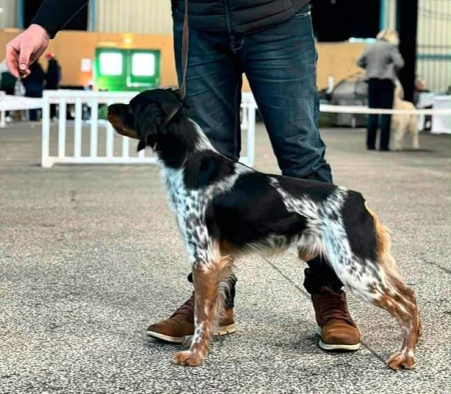 Du Bois Des Vergnes - Vulkain du Bois des Vergnes, dys B (Net de Sous Les Viviers x CH.Nikie du Bois des Vergnes)