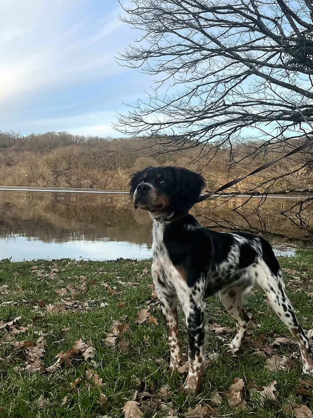 Du Bois Des Vergnes - Andy du Bois des Vergnes (CH.Urok de la Plaine Marat x CH.Perle du Bois des Vergnes)