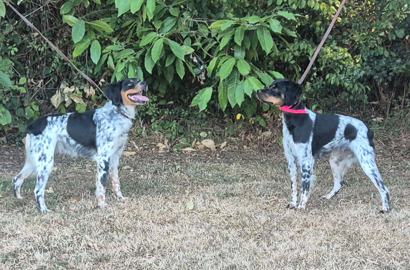 Andy et Aria du Bois des Vergnes (CH. Urok de la Plaine Marat × CH. Perle du Bois des Vergnes)