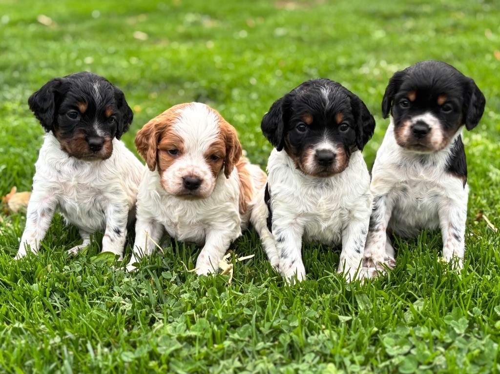 Portée de(CH.Perle du Bois de Vergnes,3/6 x Tr.Urok de la Plaine Marat
