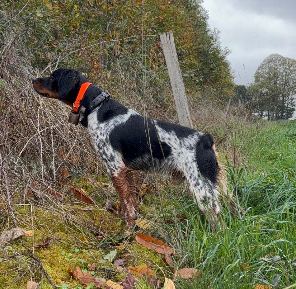 Vulkain du Bois des Vergnes 