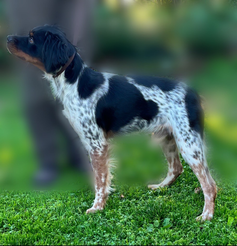 Vulkain du Bois des Vergnes